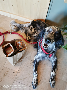 Biscotti senza conservanti per cane e gato Brescia - Kobe B. A. R. Food